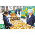 canning lemonade orange fruit juice production line